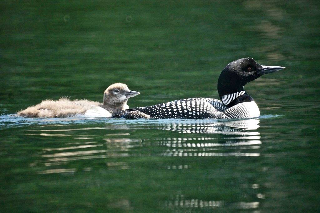 Common Loon with Chick by Mike's Birds is licensed under CC BY-SA 2.0